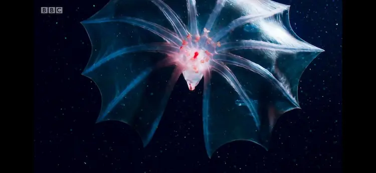 Pelagic sea cucumber (Pelagothuria natatrix) as shown in Blue Planet II - The Deep